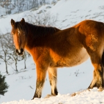 Cavallo a Montecalvo