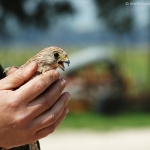 Falco grillaio