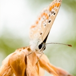Licenide