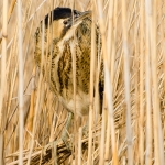 Tarabuso