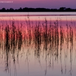 Canneto nel Lago di Lesina