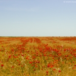 Campo di Papaveri a Manfredonia