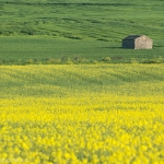 Casetta (Castelfiorentino)