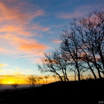Sunset trees