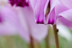 Flora