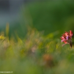 Anacamptis papilionacea