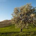 Albero a Castelfiorentino