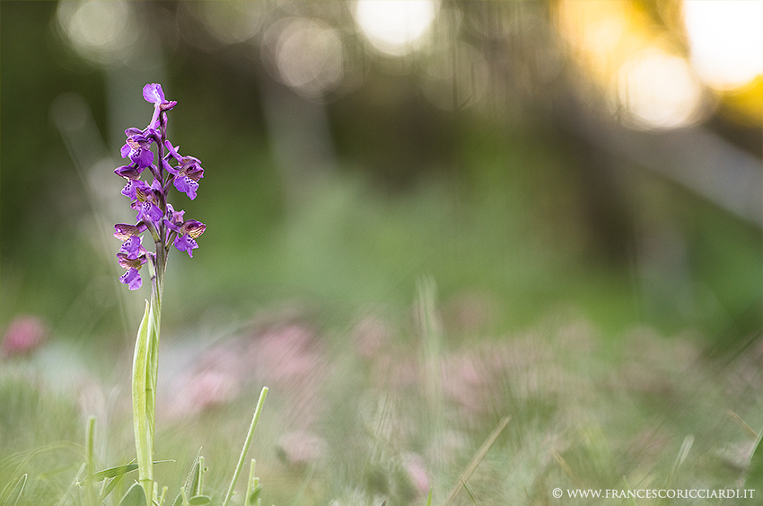 Anacamptis Morio