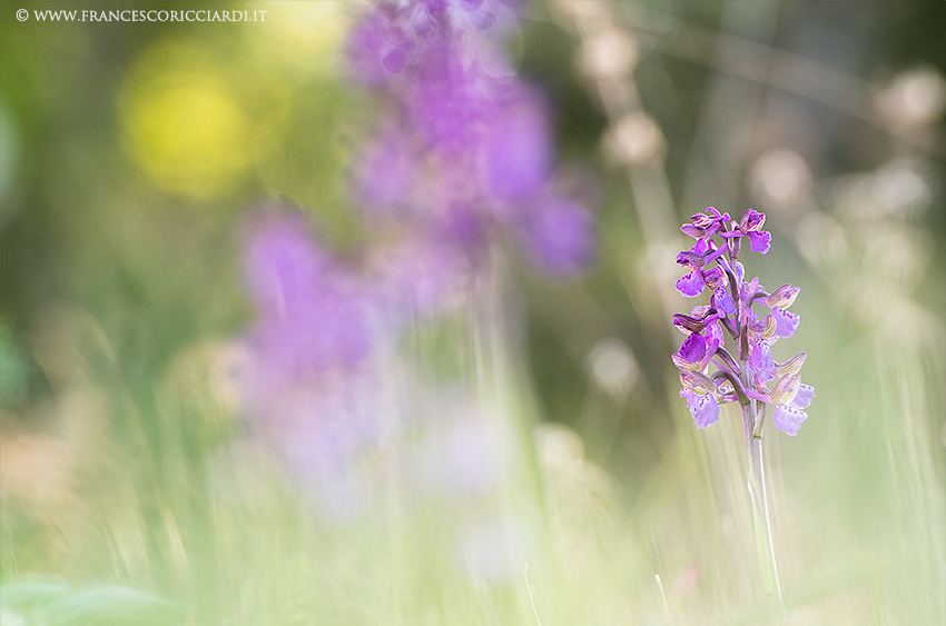 Anacamptis Morio