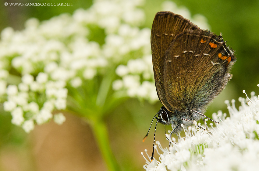 Licenide (Satyrium W-album)