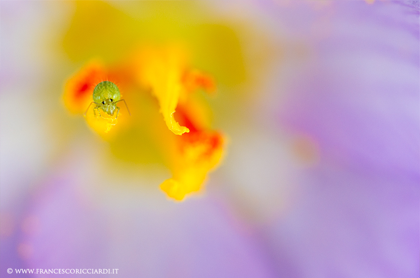 Crocus