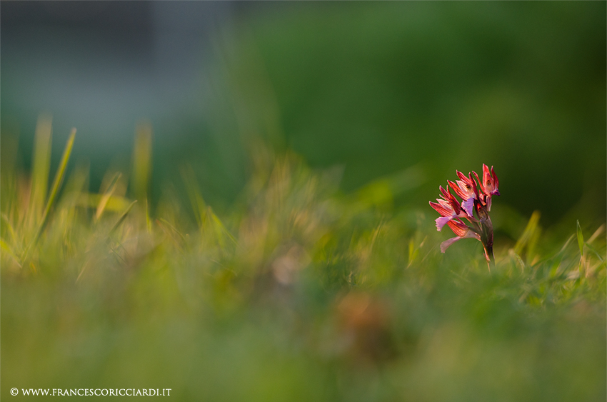 Anacamptis papilionacea