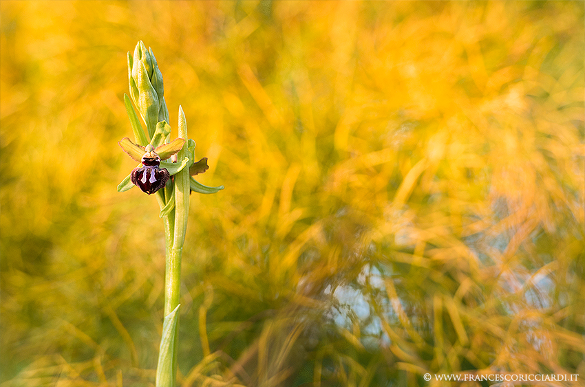 Ophrys Incubacea on a yellow weft
